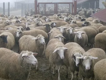 Обезщетения за "син език" за 1 000 стопани в Кърджалийско