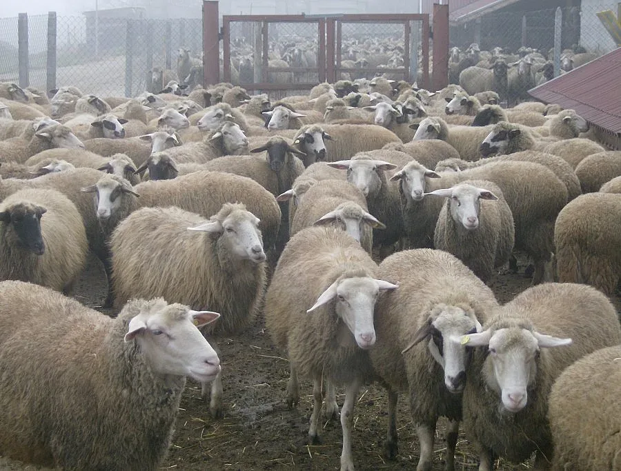 Обезщетения за "син език" за 1 000 стопани в Кърджалийско