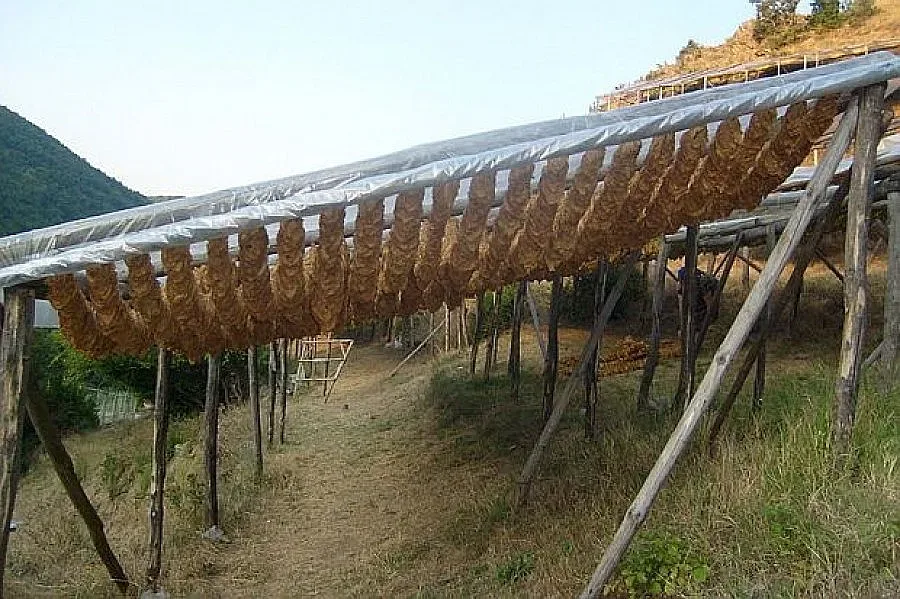 Тютюнджии гонят търговци заради ниска цена