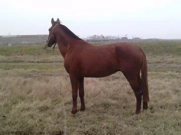 Глоби за скитащи коне