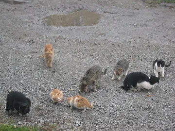 Котешка чума върлува из Варна