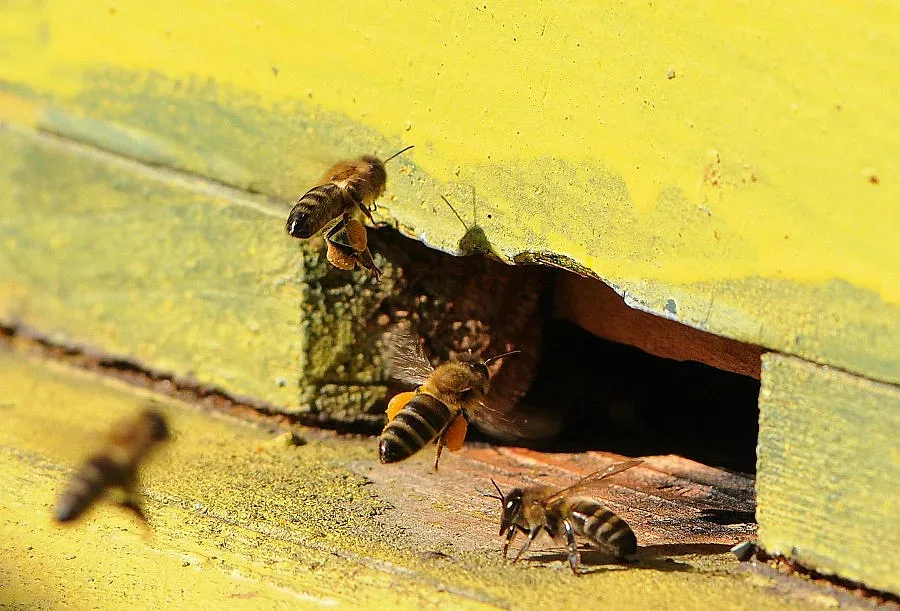 4,4 млн. лв. за пчеларите от 17-и