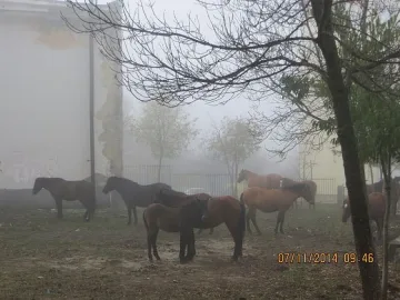 „Арестуваха" коне в градския парк в Момчилград