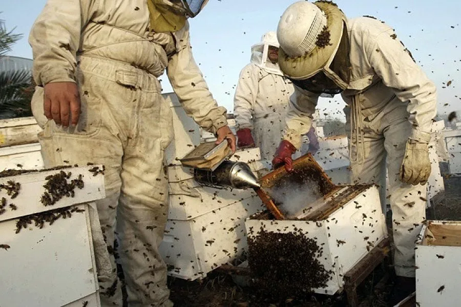 4,4 млн. предвидени за пчеларите през 2015 г.