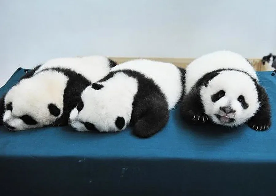 ВИДЕО: Единствените на света панди-тризнаци чукнаха 100 дни