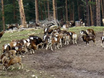 "Син език" умори 62 муфлона