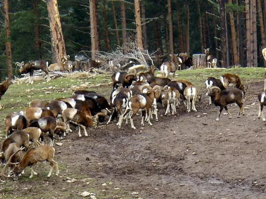 "Син език" умори 62 муфлона