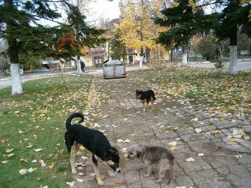 400 кучета скитат из Видин