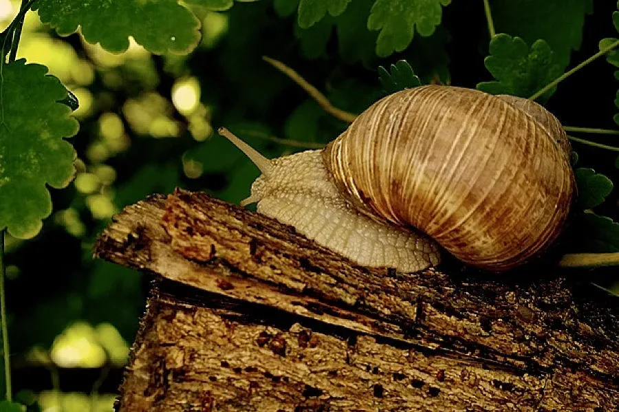 Подмладяваме се с щрауси и охлюви