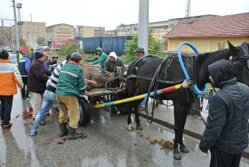 Смачкан кон в първите часове на акция „Скорост“ в Хасково