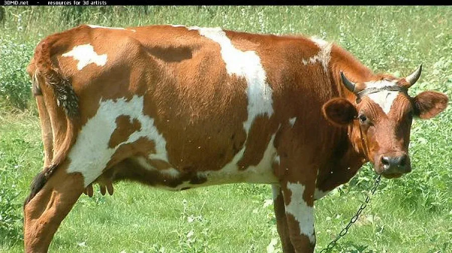 Кравите намаляха с 9% за седем години