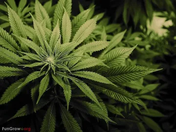 Спипаха плевенчанин с хероин и канабис край Сандански