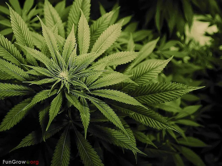 Спипаха плевенчанин с хероин и канабис край Сандански