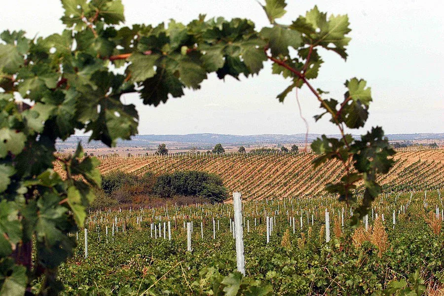 Пием вино от лани