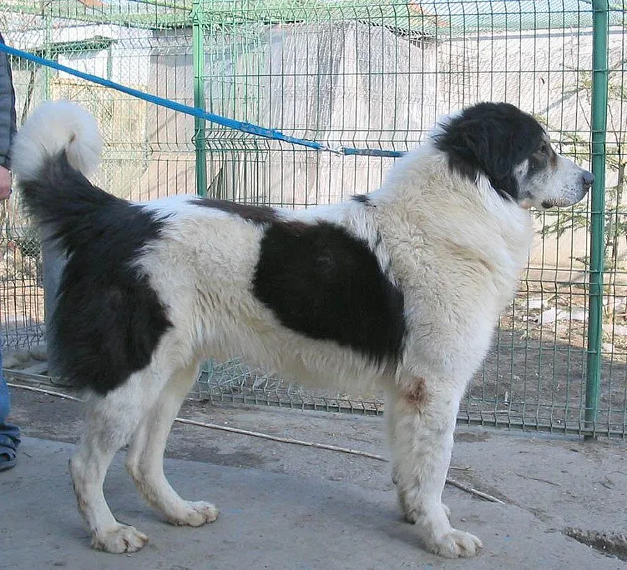 Овчарката на Бойко с приз за красота