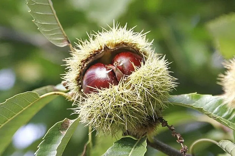 Кестените водят туристи в село Коларово