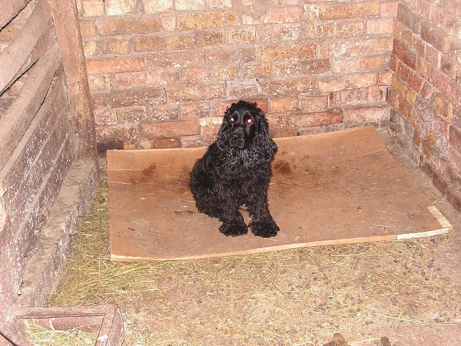 Банков обирджия задигна кучета, търсачи на трюфели