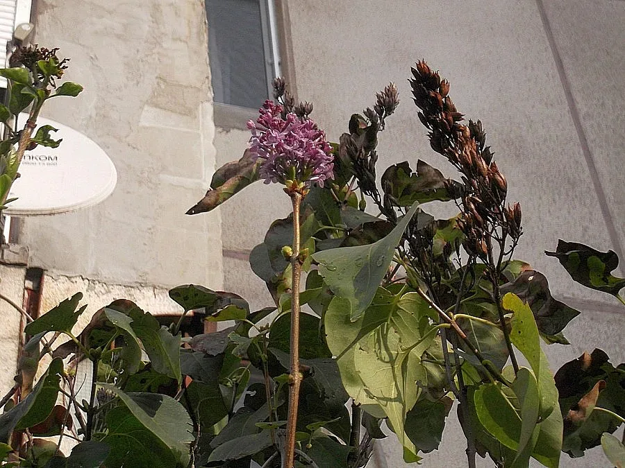 Циганско лято в началото на ноември