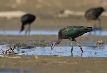 Условна присъда за британец, събирал защитени птици 