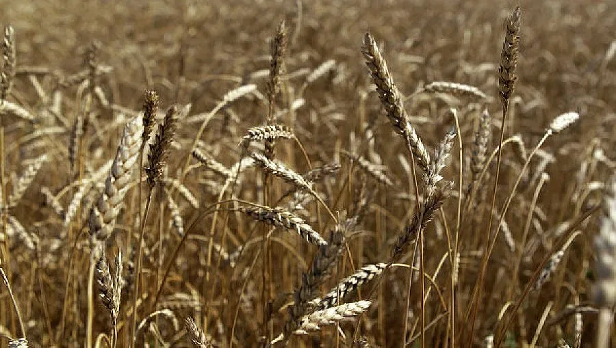 Русия забрани земеделския внос от Украйна