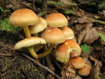 Пенсионер се натрови с гъби