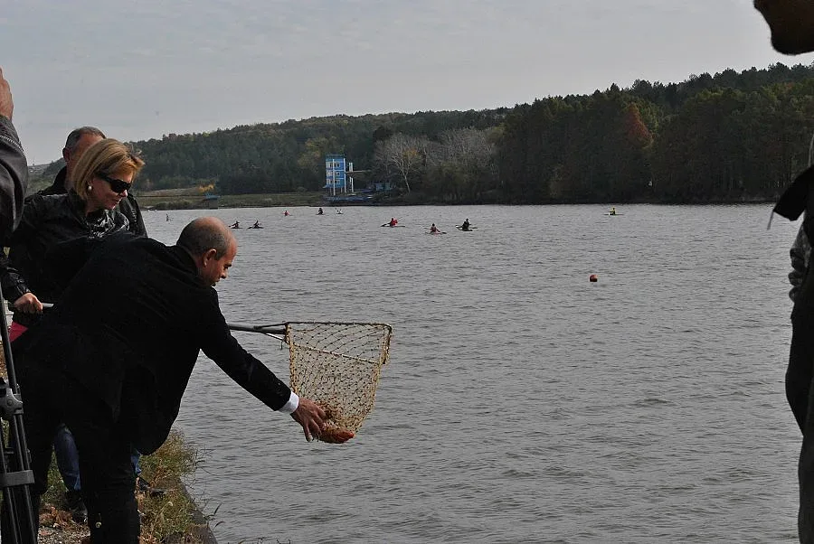 Розов японски шаран в езеро край Русе