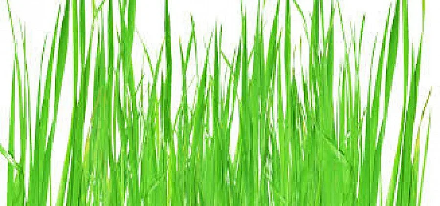 Кърджали e домакин на екофест „Зелена вълна 21 век”