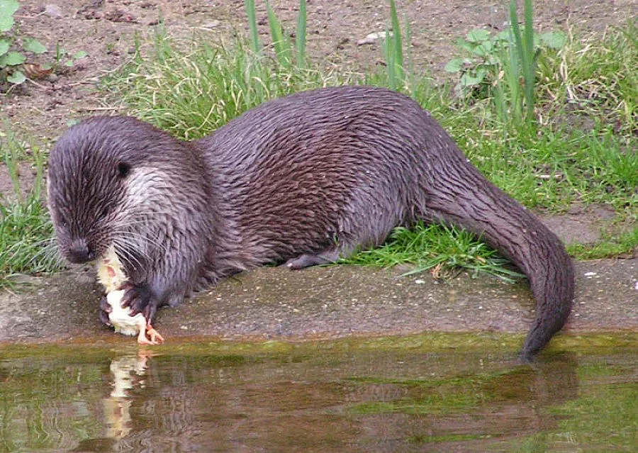 Шофьор прегазил с автомобила си защитен вид видра