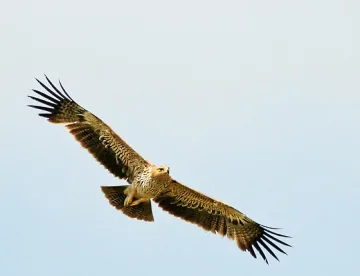 Еколози пуснаха царски орли на свобода