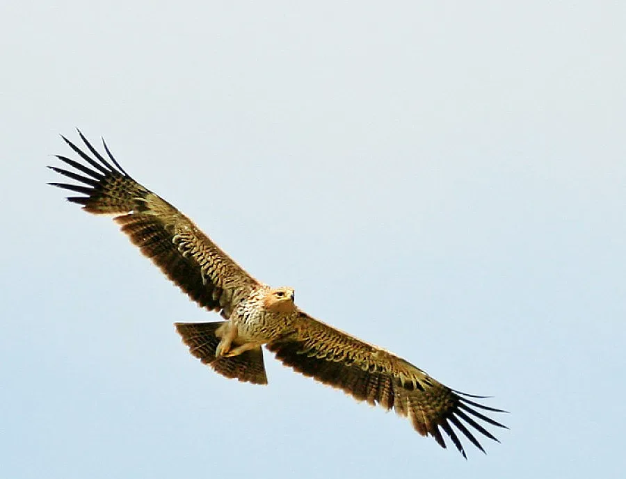 Еколози пуснаха царски орли на свобода