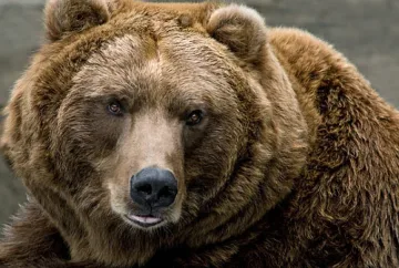 Гладна мечка слиза всяка нощ в Карлово