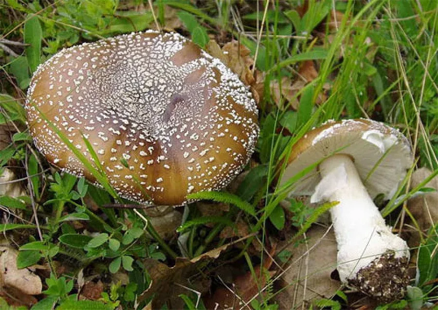 Дете бере душа, яло мухоморка (ОБЗОР)