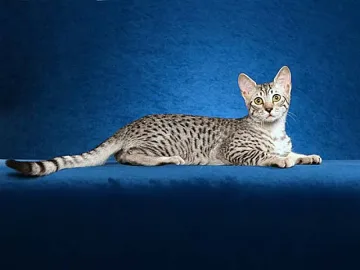 Египетската свещена котка идва в София