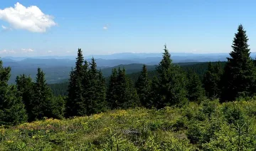 С хеликоптери изтребиха вредител по дърветата