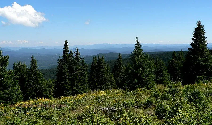 С хеликоптери изтребиха вредител по дърветата