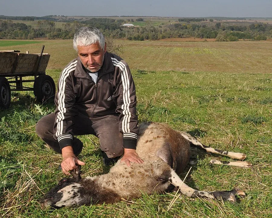 Село тръгва на хайка за вълци, 18 овце - фира