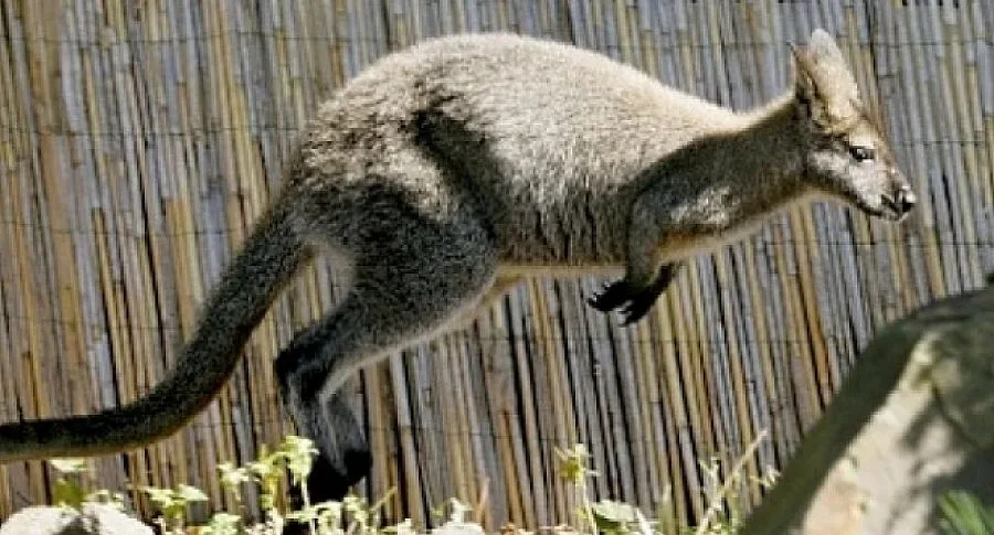 Прокуратурата нищи смъртта на кенгурата в хасковския зоопарк