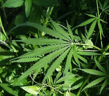 Конфискуваха 2,5 тона марихуана в опаковки от бисквити