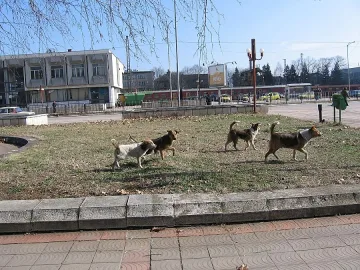 Глоби за куче в парка