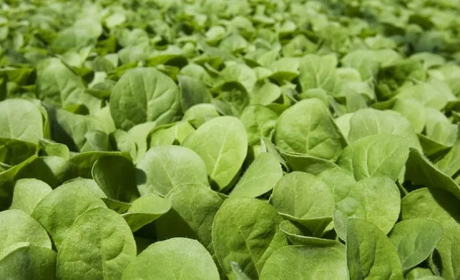 26 тютюнджии от страната учредиха ново сдружение за защита на правата си