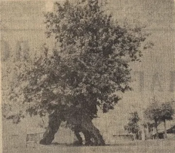 Пиринско гласува за чинар в конкурса „Дърво с корен”