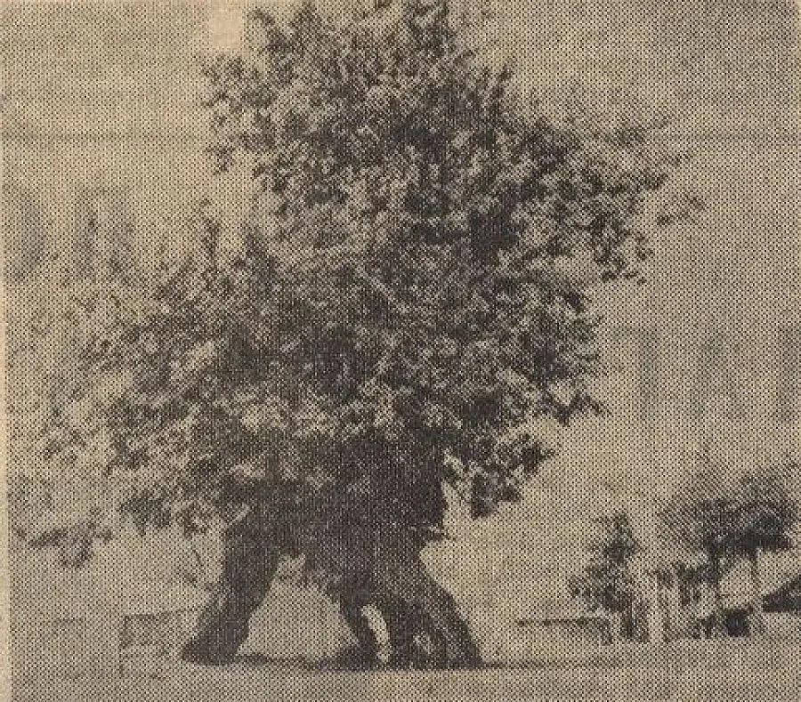 Пиринско гласува за чинар в конкурса „Дърво с корен”