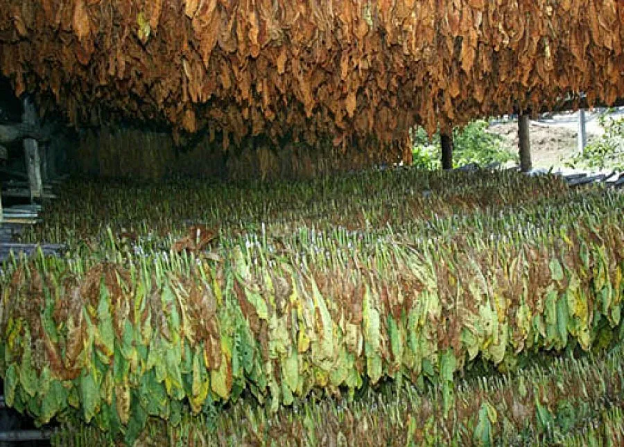 Тютюнджии учредяват ново сдружение за защита на правата си