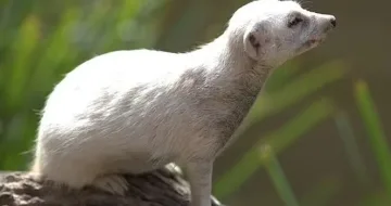 Почина уникално същество. Единствено по рода си