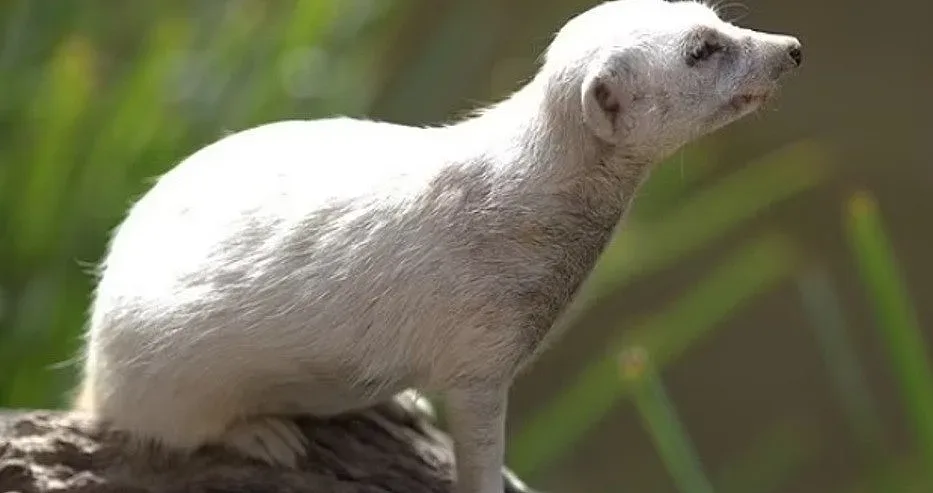 Почина уникално същество. Единствено по рода си