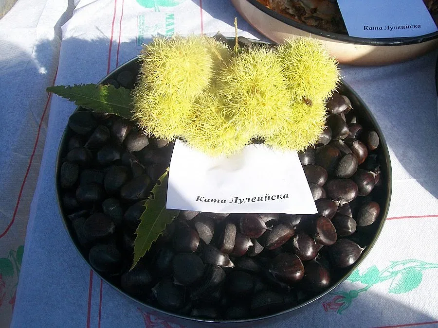 Брежани черпи с кестени гости от страната и Македония