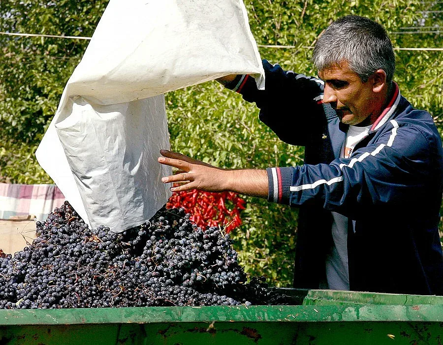Разрешават слагането на захар във виното