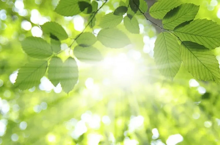 Слънчева и топла неделя