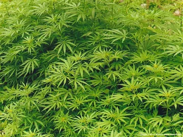 В Благоевград се обявиха срещу легализирането на марихуаната 