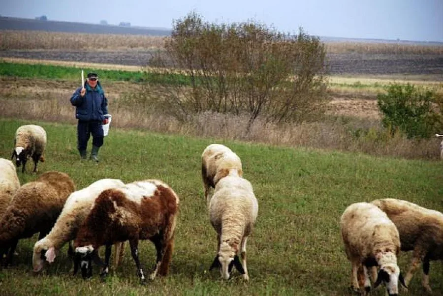 „Син език” уби 1030 животни в Пиринско